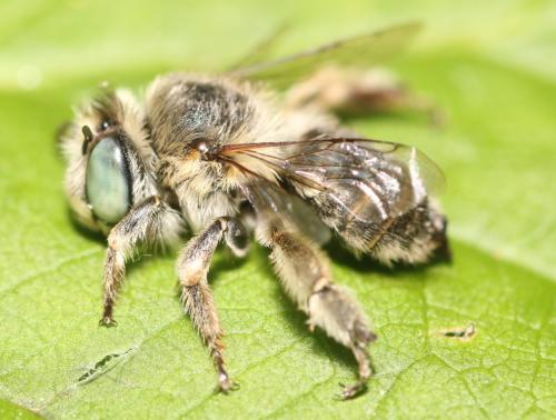 Réf. 347 242 : Anthophora bimaculata